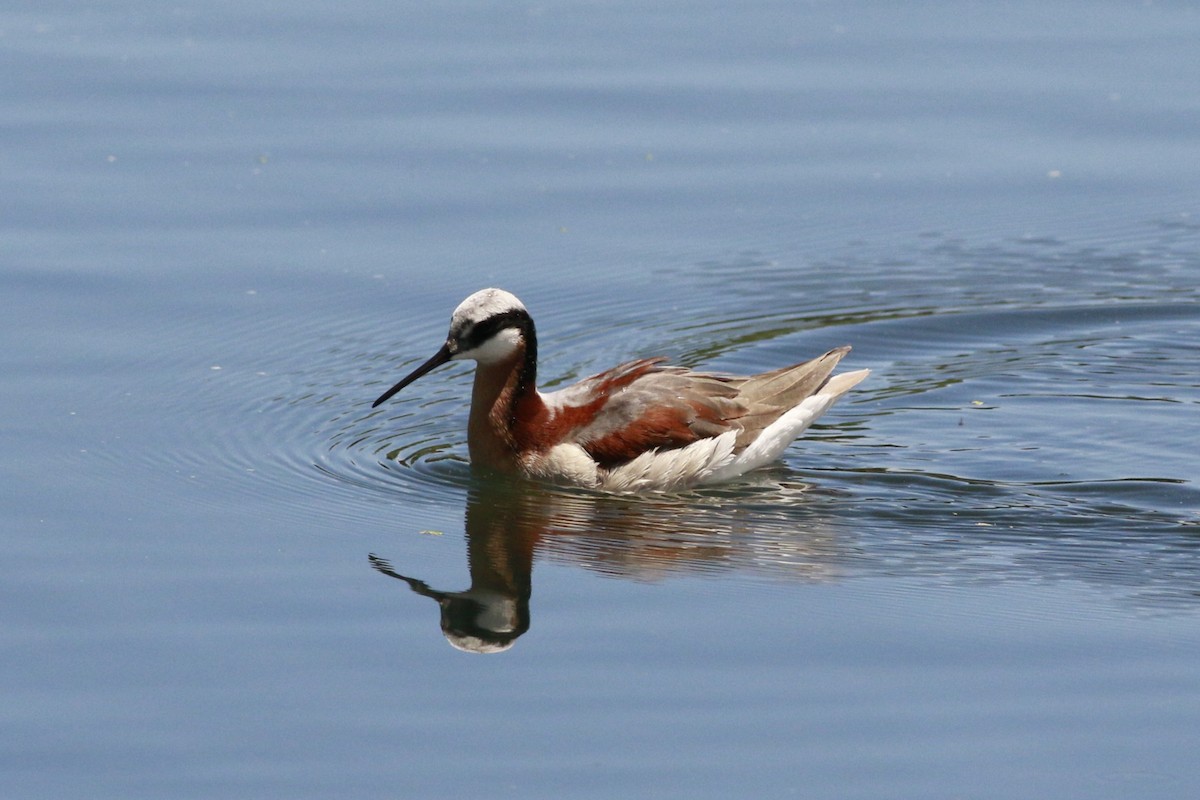 Falaropo Tricolor - ML638597888