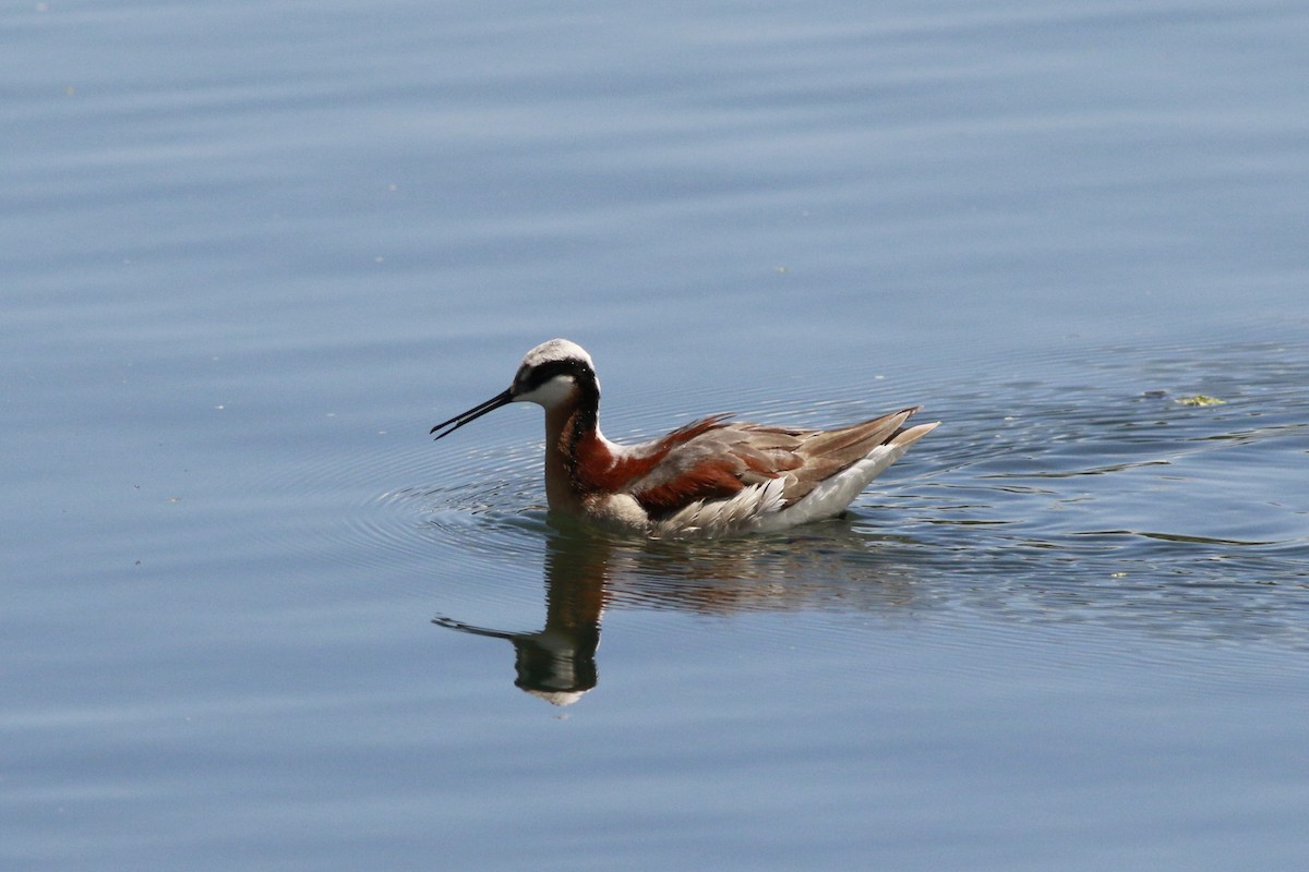 Falaropo Tricolor - ML638597889
