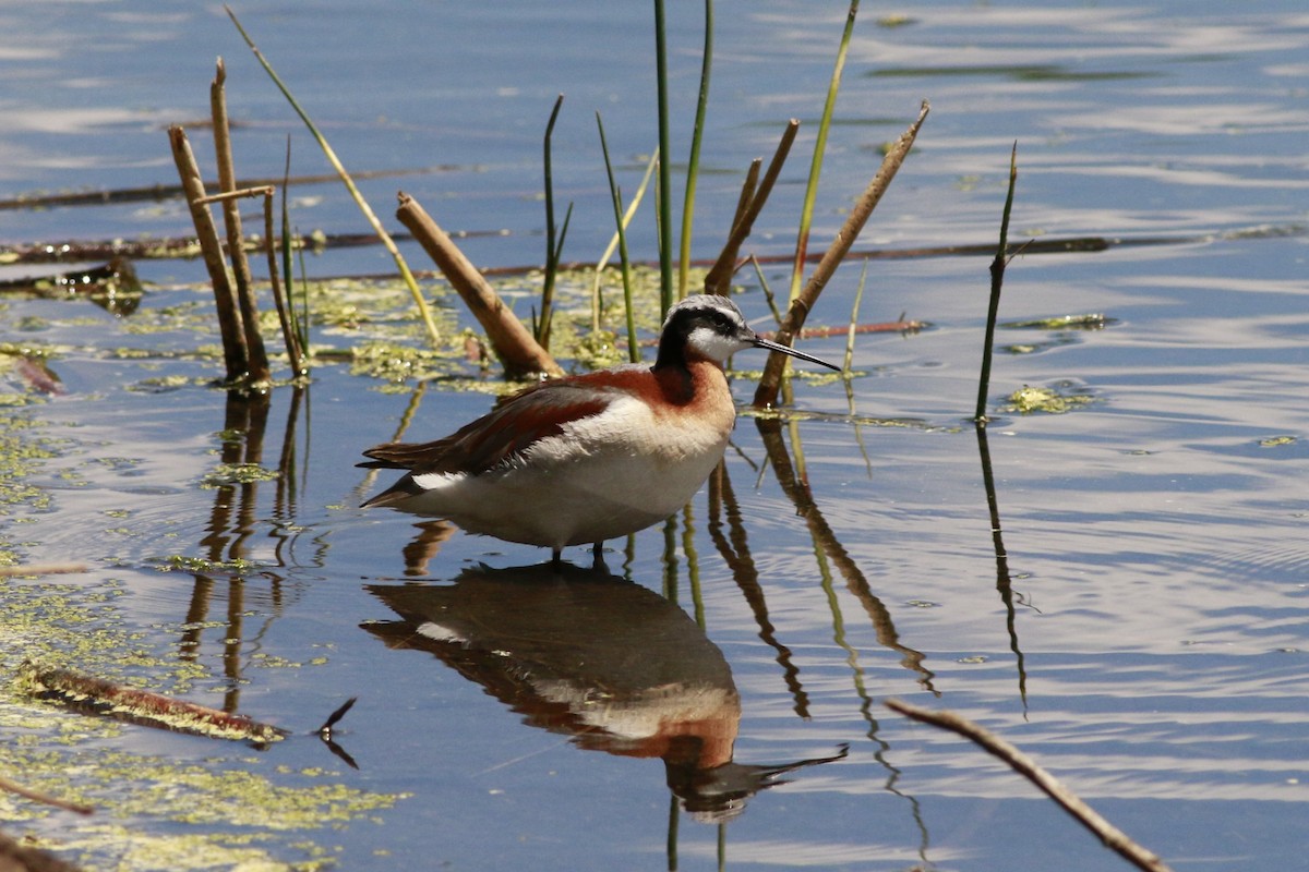 Falaropo Tricolor - ML638597890