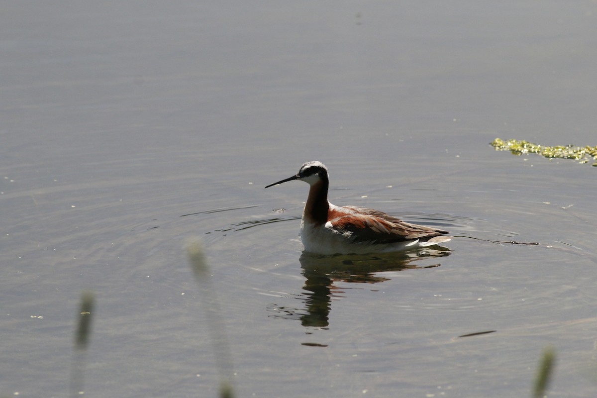 Wilson's Phalarope - ML638597900