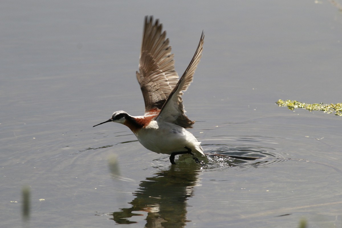 Wilson's Phalarope - ML638597901