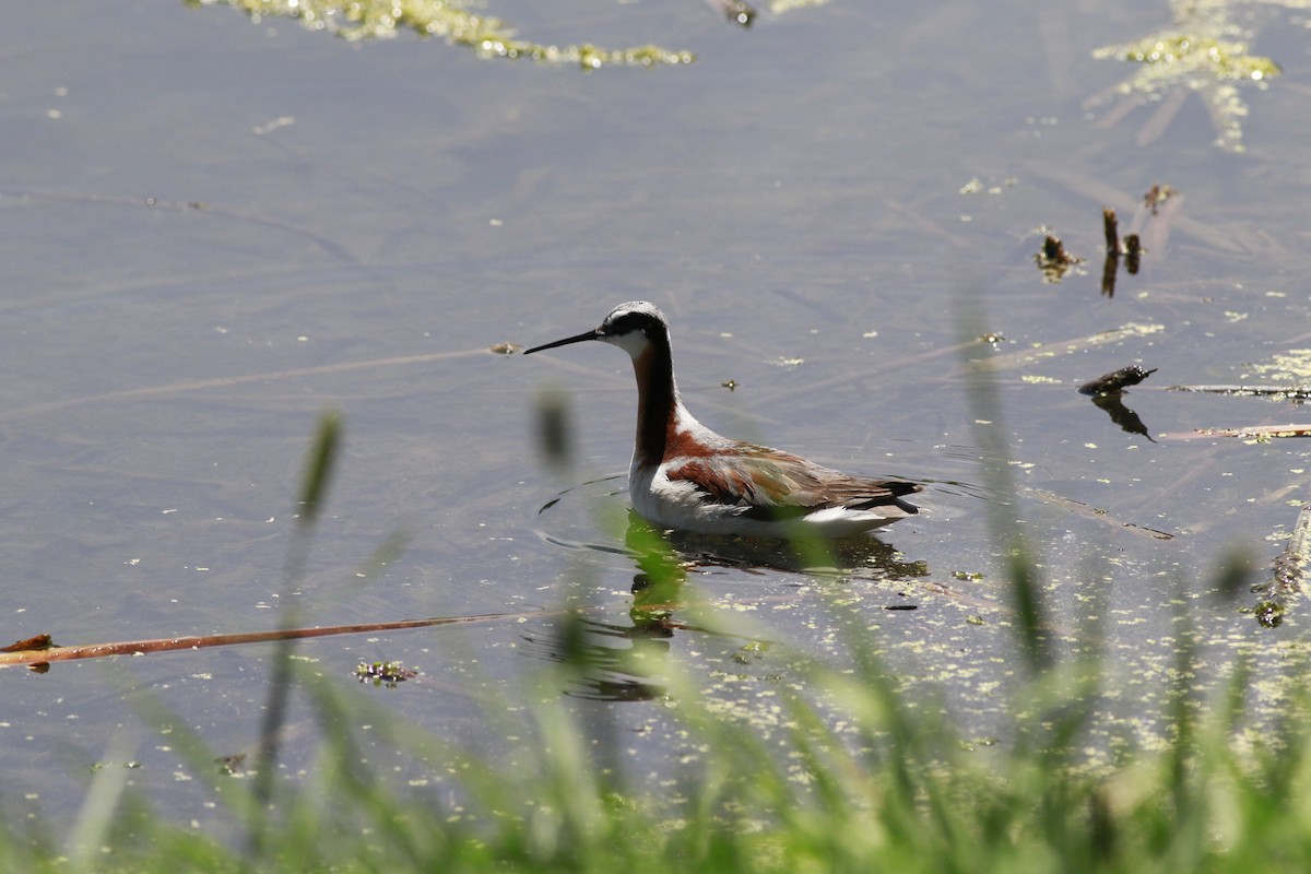 Wilson's Phalarope - ML638597902