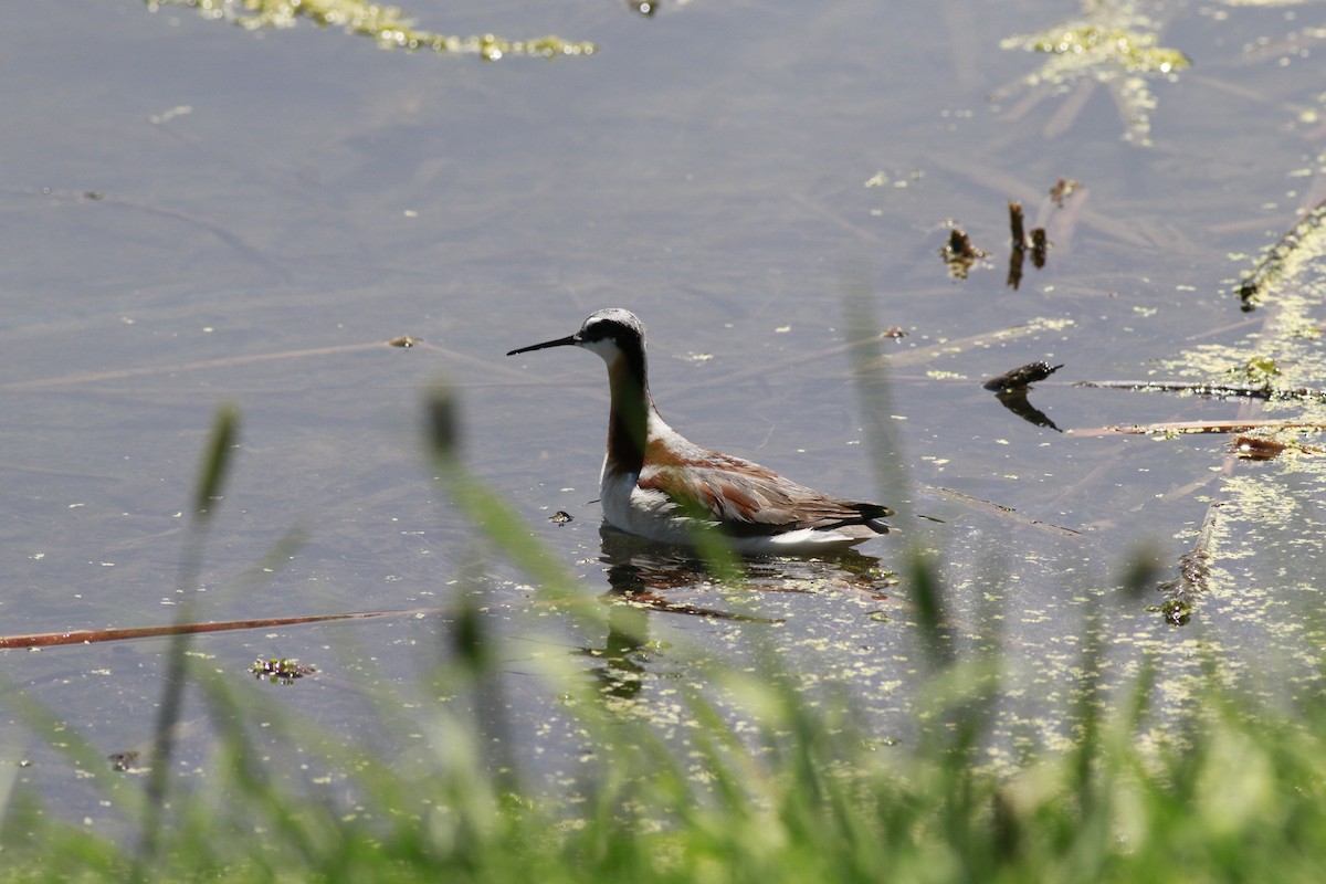 Wilson's Phalarope - ML638597904