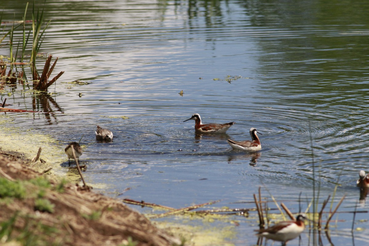 Wilson's Phalarope - ML638597905