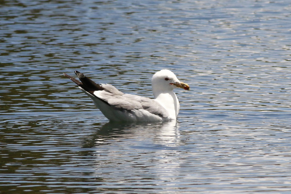 Gaviota Californiana - ML638597924