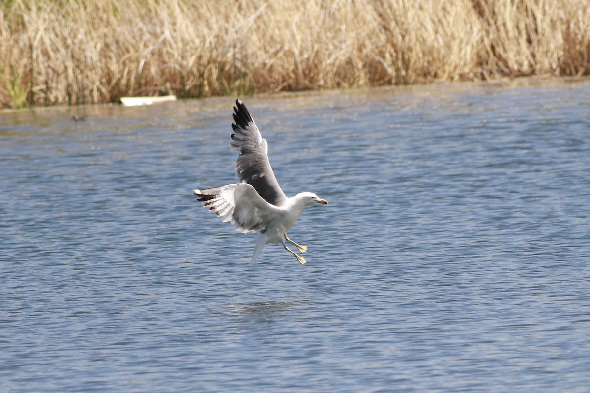 Gaviota Californiana - ML638597925