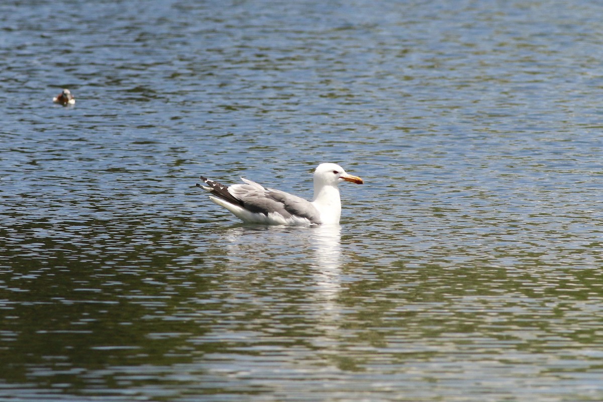 Gaviota Californiana - ML638597926