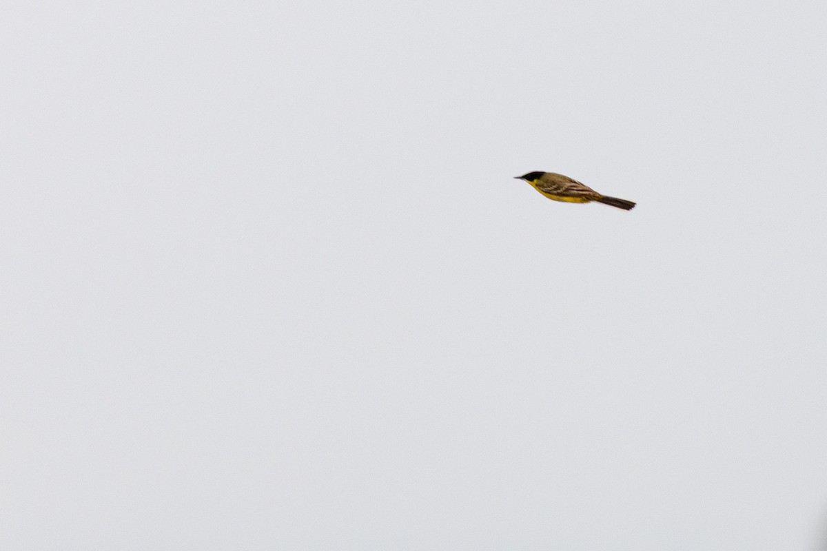 Western Yellow Wagtail (feldegg) - ML638597939