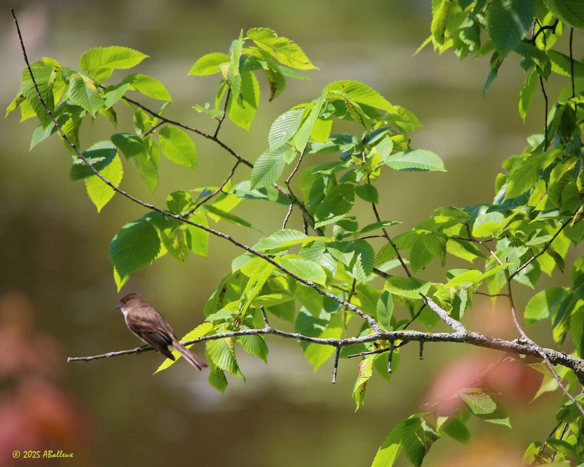 Eastern Phoebe - ML638597973