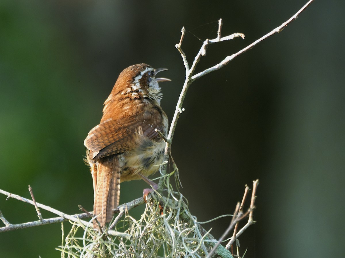 Carolina Wren - ML638598025
