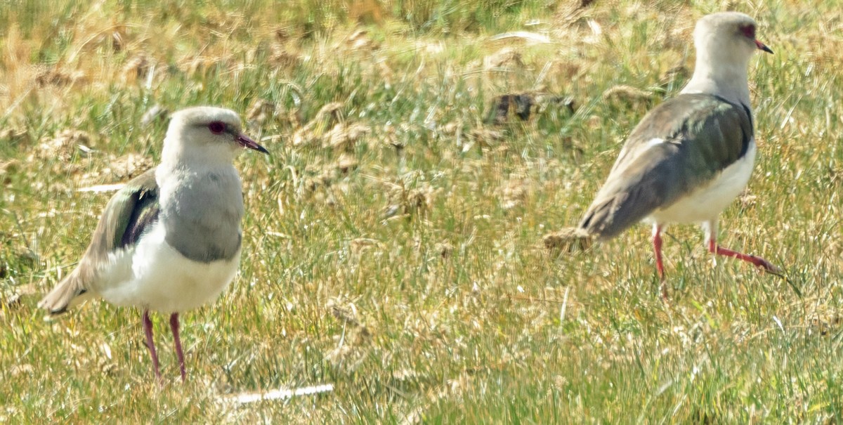 Andean Lapwing - ML638598063
