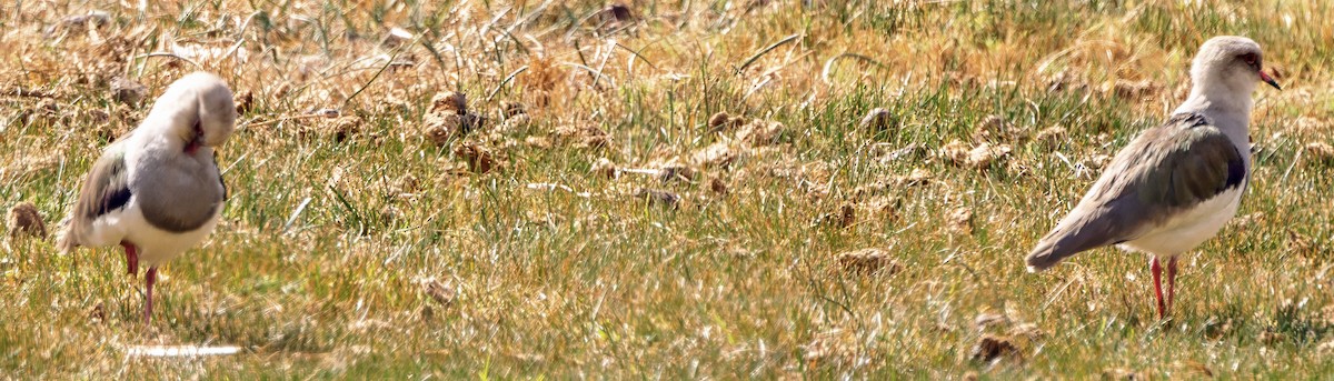 Andean Lapwing - ML638598064
