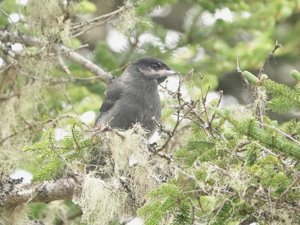 Canada Jay - ML638598141