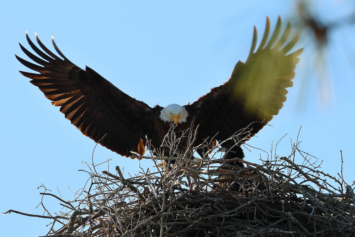 Bald Eagle - ML638598147