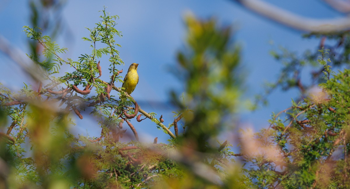 Western Tanager - ML638598184