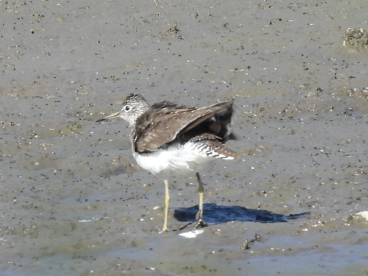 Einsiedelwasserläufer - ML638598219