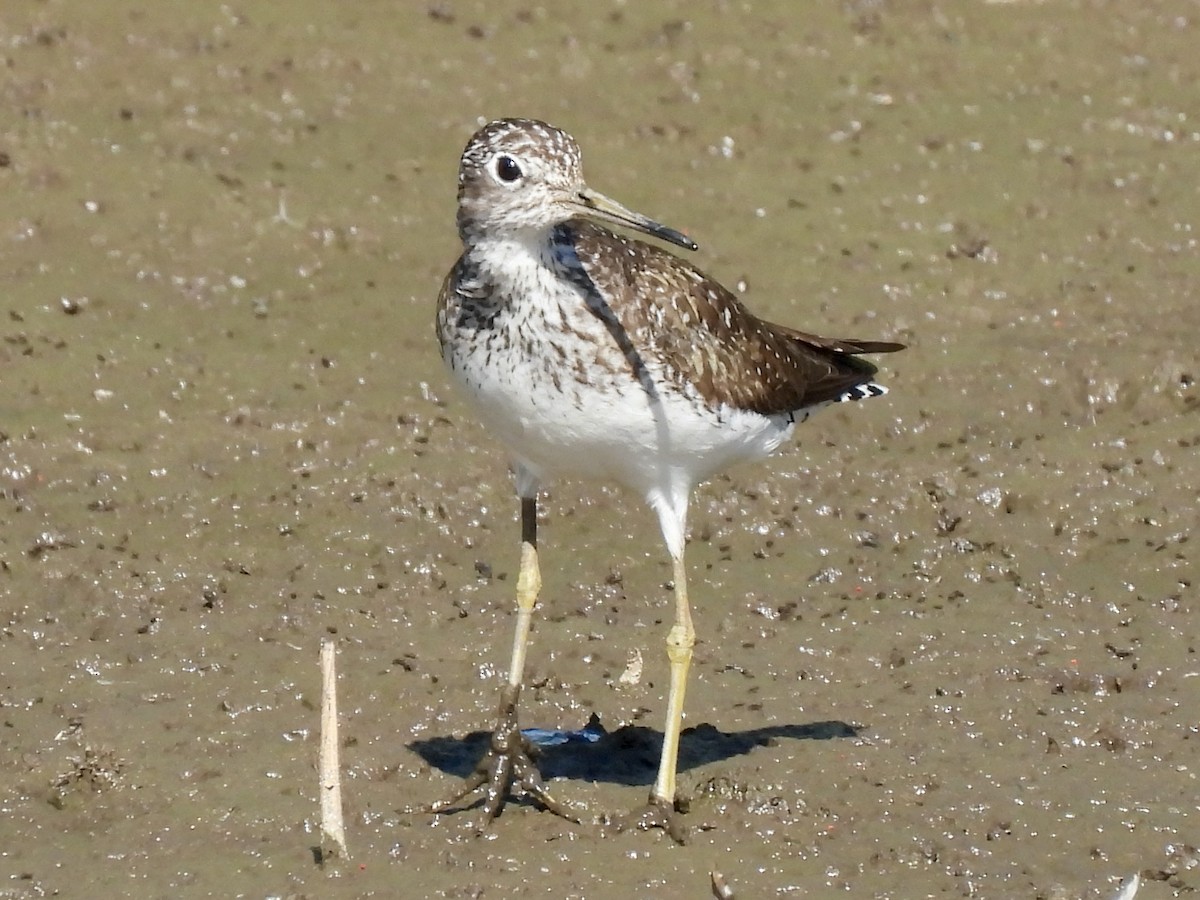 Einsiedelwasserläufer - ML638598222