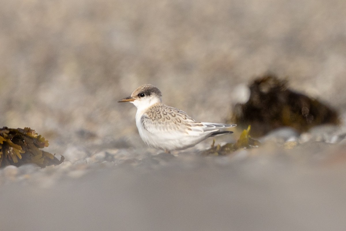 Txenadatxo antillarra - ML638598224