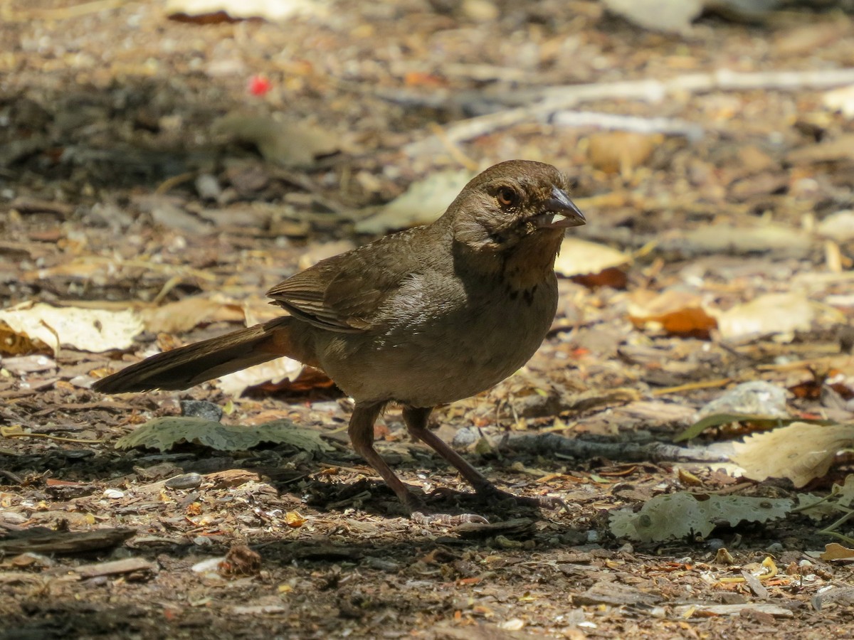 California Towhee - ML638598233