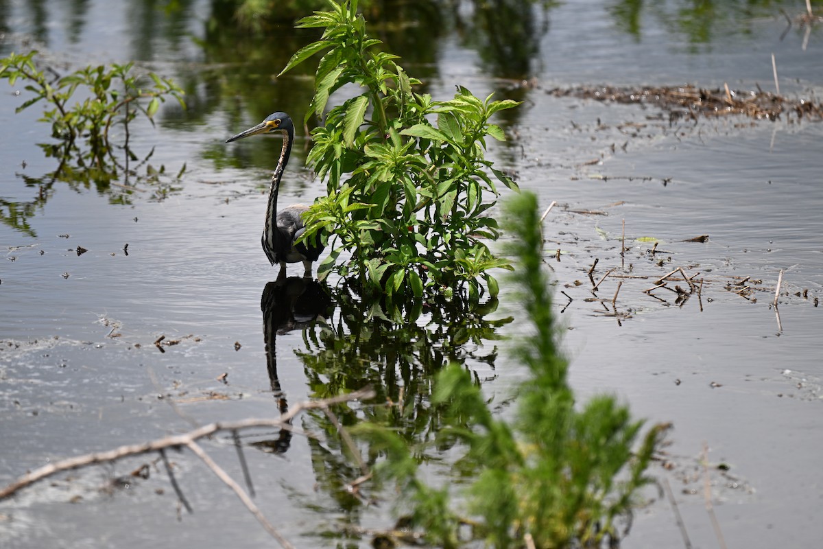 Tricolored Heron - ML638598245