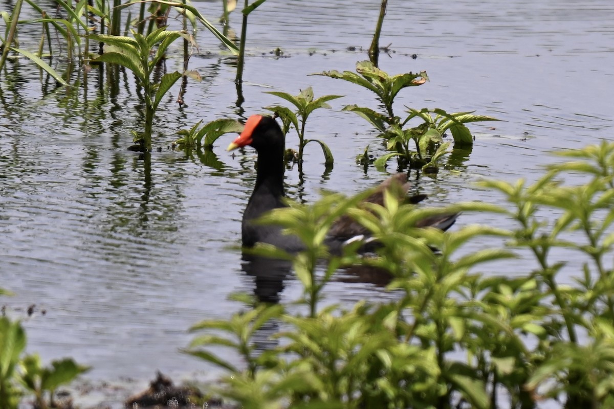 Common Gallinule - ML638598249