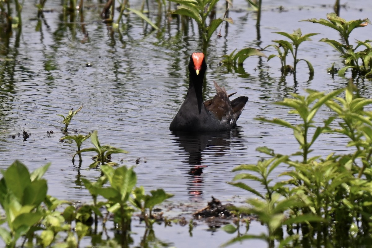 Common Gallinule - ML638598250