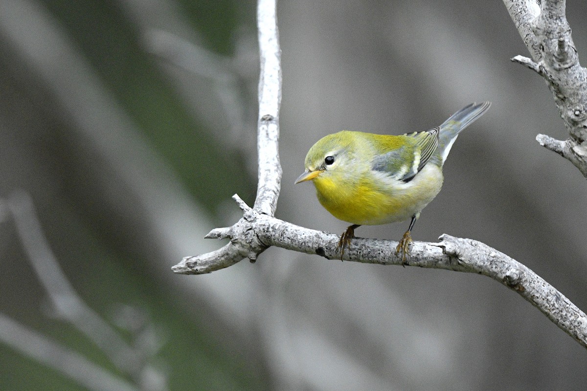Northern Parula - ML638598265