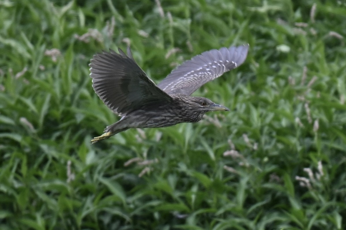 Black-crowned Night Heron - ML638598266