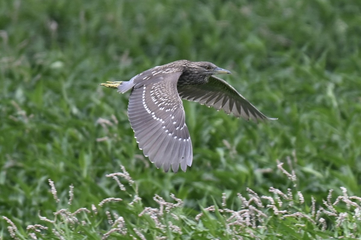 Black-crowned Night Heron - ML638598268