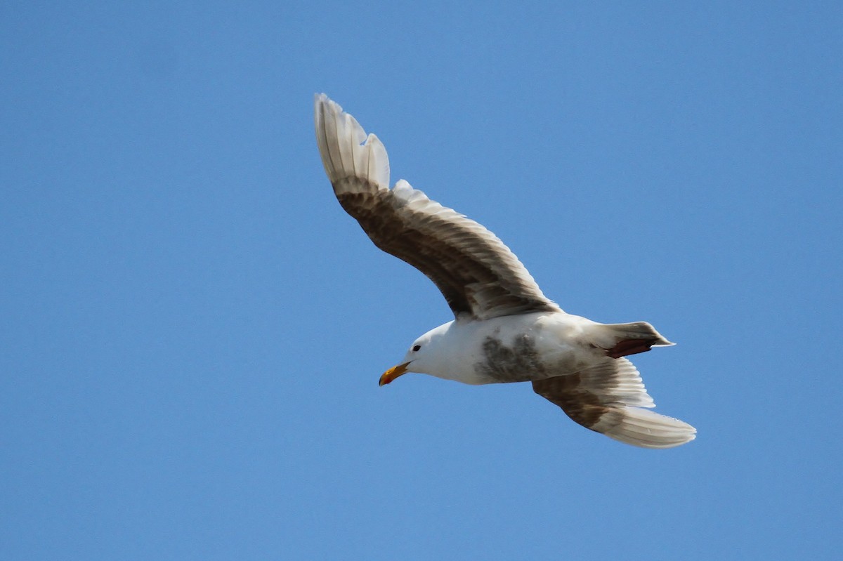 Herring x Glaucous Gull (hybrid) - ML63859831