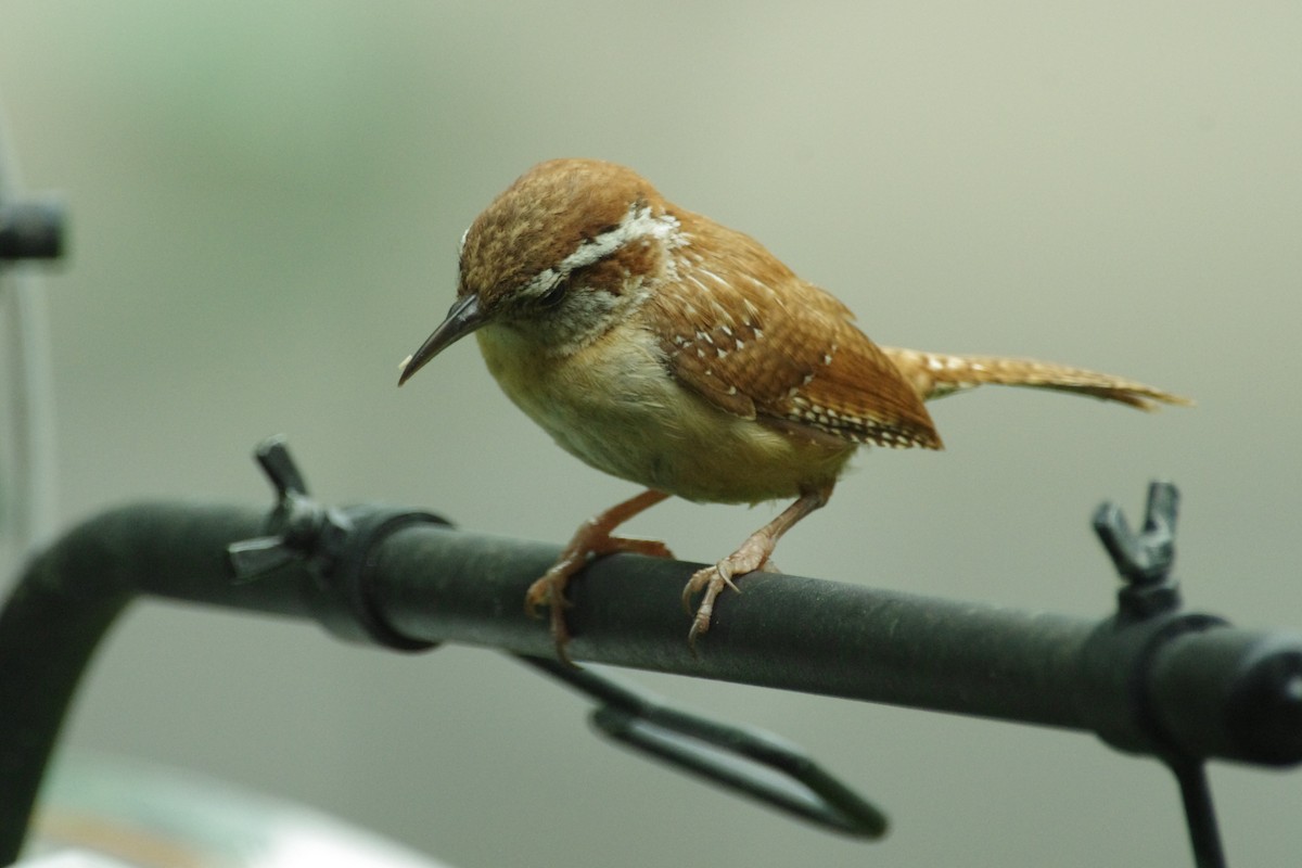 Carolina Wren - ML638598329