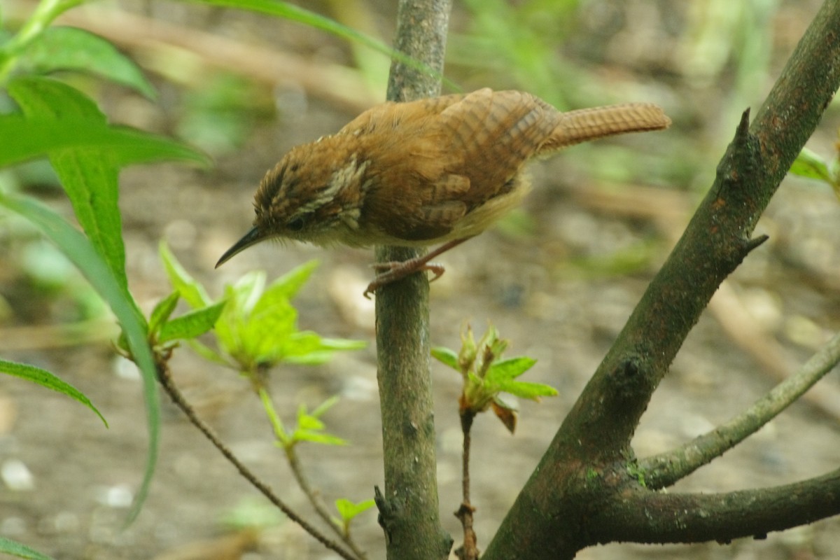 Carolina Wren - ML638598331