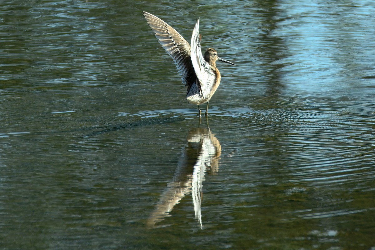 Limnodromo pettorossiccio - ML638598346