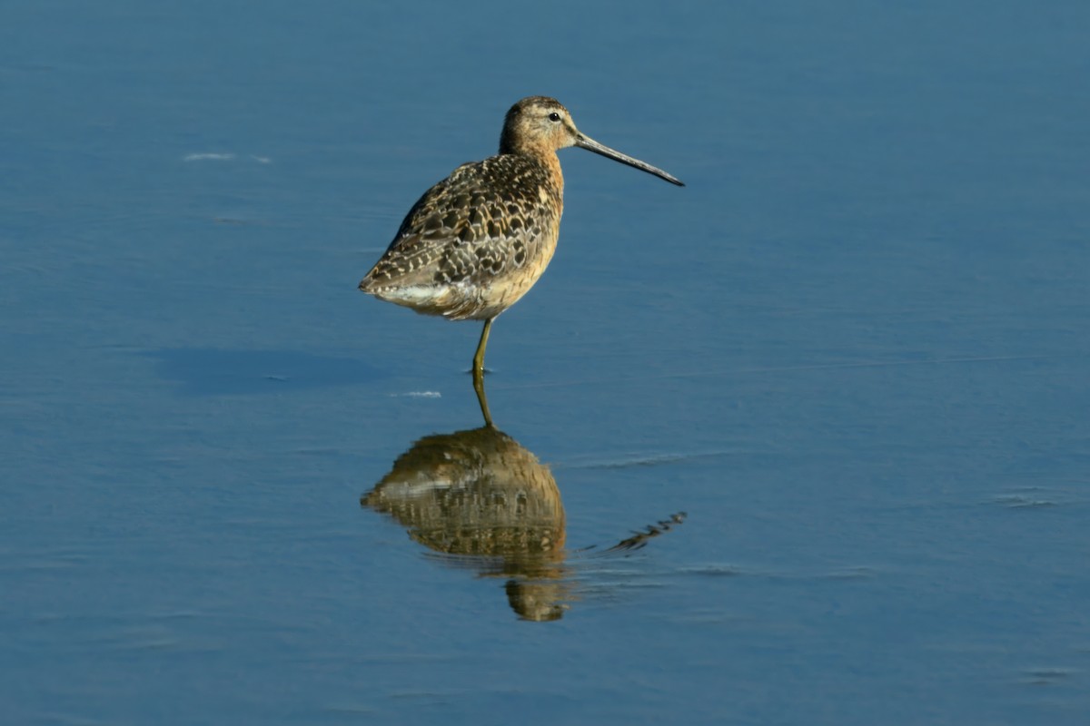 Limnodromo pettorossiccio - ML638598350