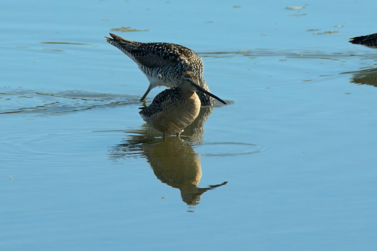 Limnodromo pettorossiccio - ML638598356