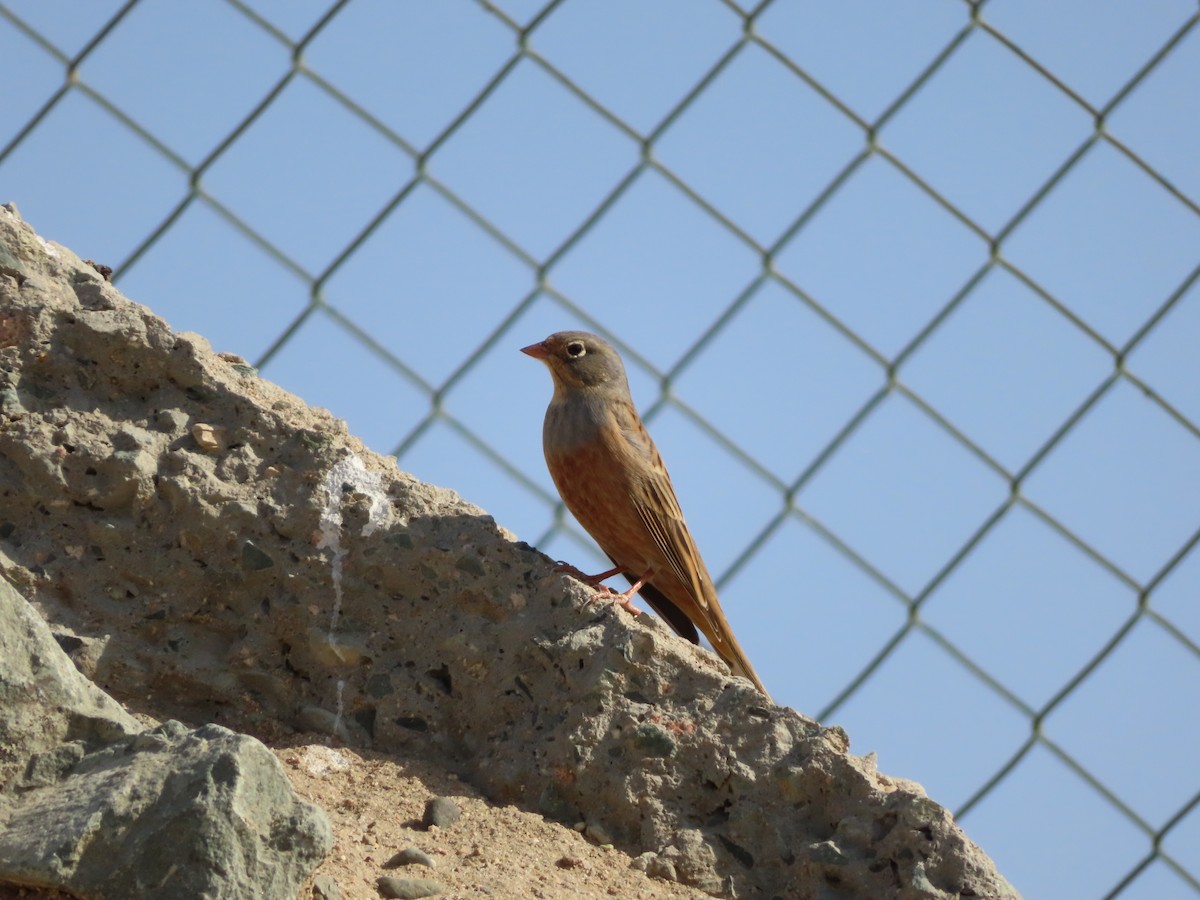 Cretzschmar's Bunting - ML638598377