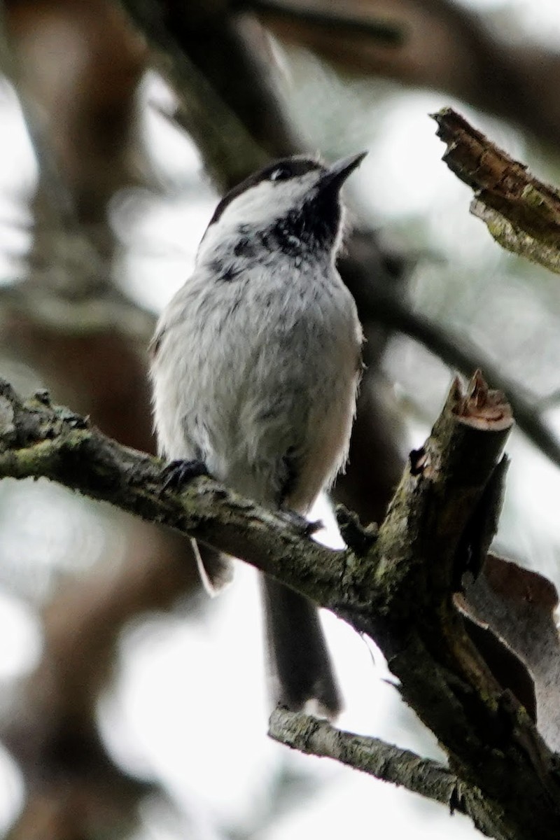 Willow Tit - ML638598387