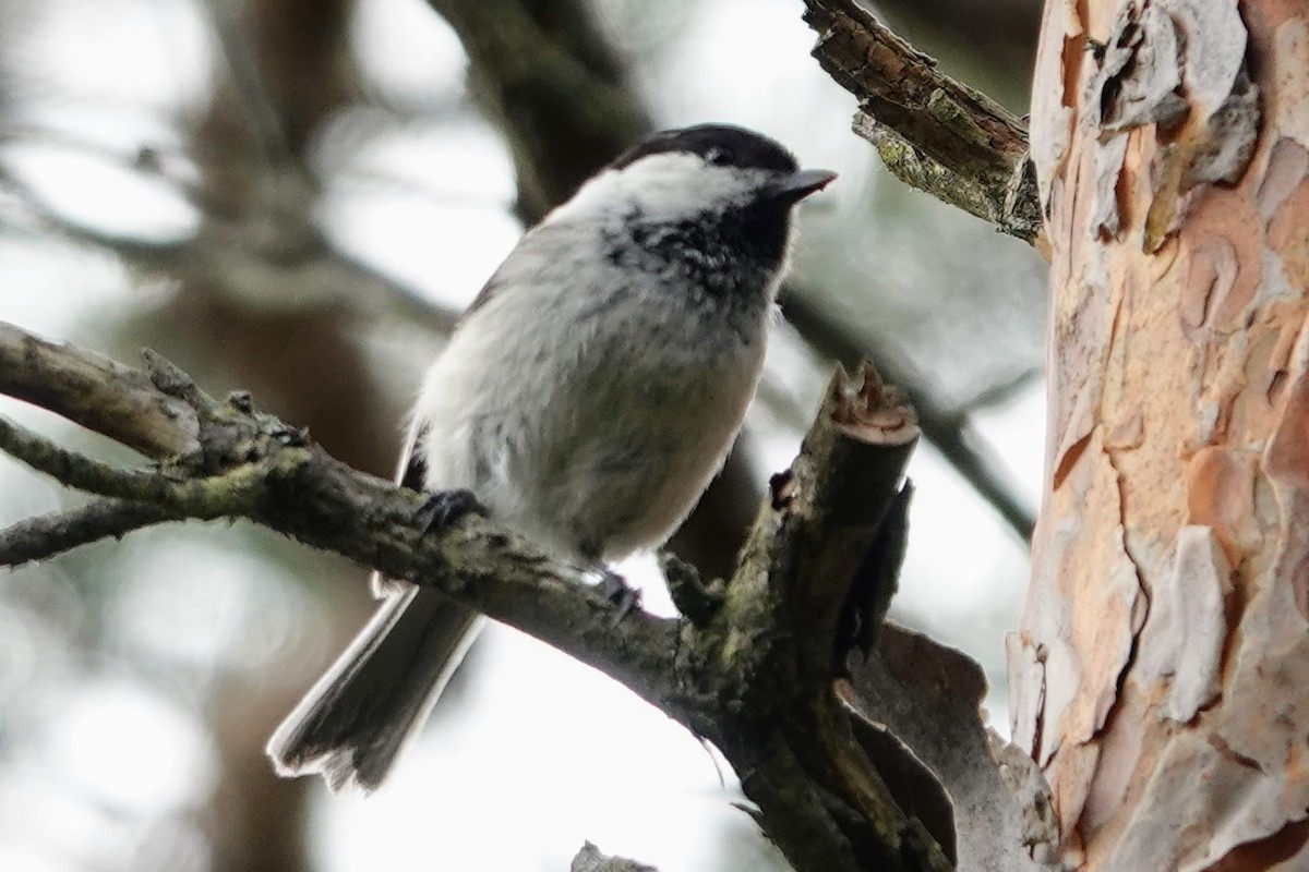 Willow Tit - ML638598388
