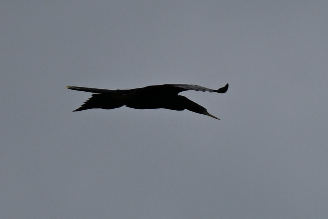 Anhinga Americana - ML638598393