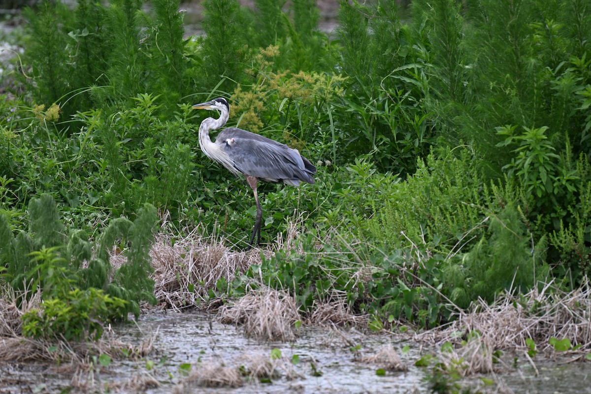 Garza Azulada - ML638598405