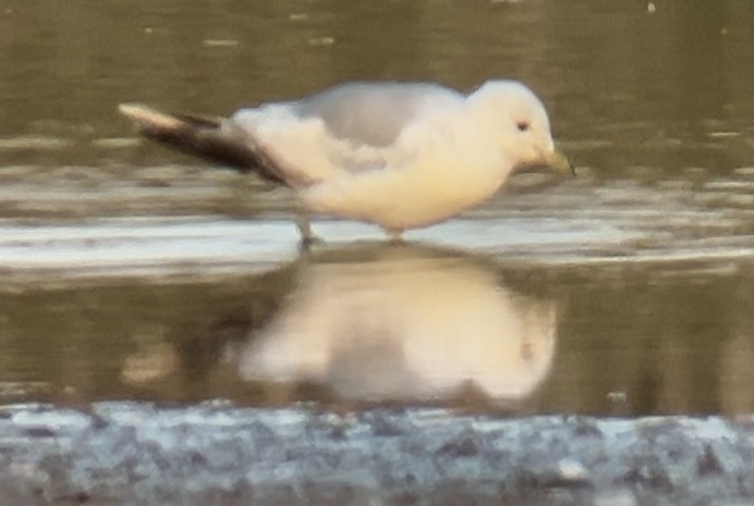 Common Gull (European) - ML638598409