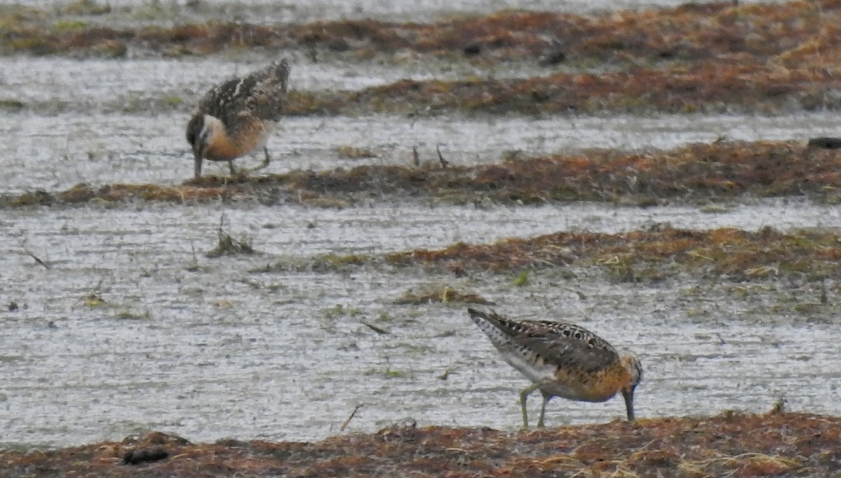 Short-billed Dowitcher - ML638598475