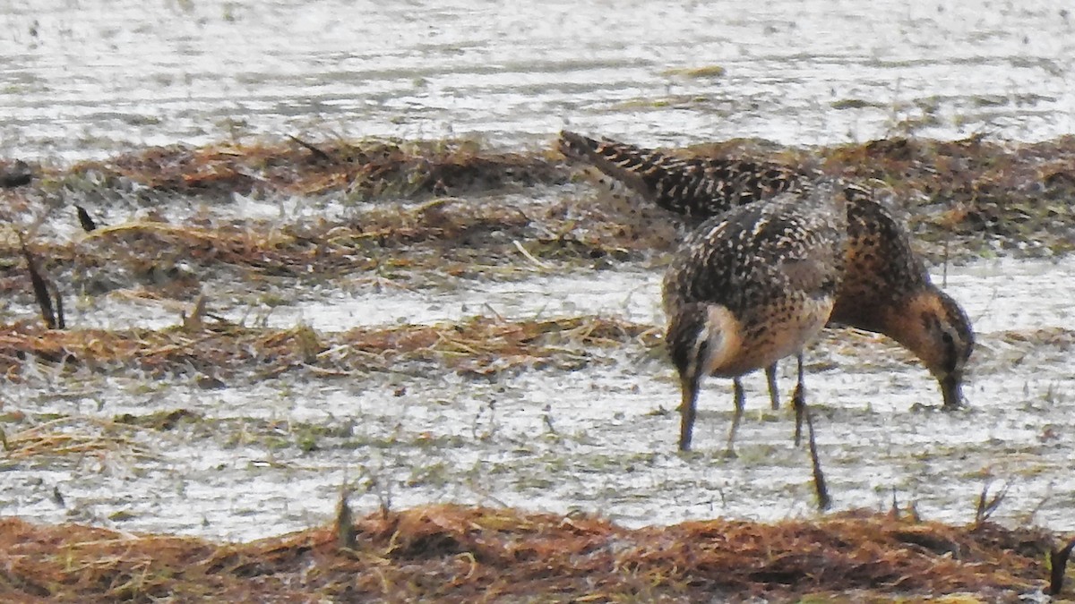 Short-billed Dowitcher - ML638598476