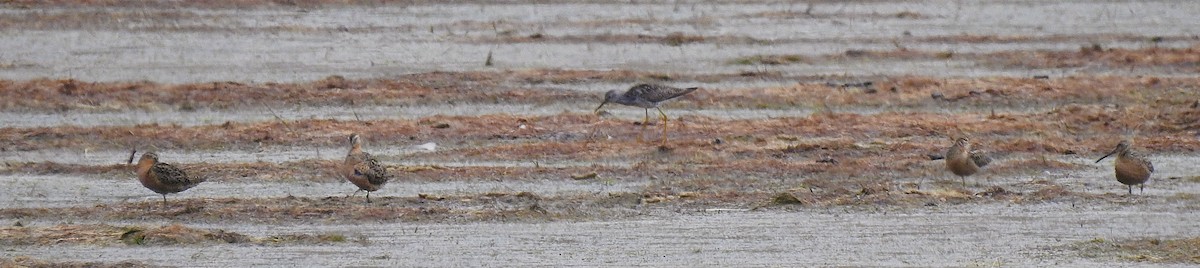 Short-billed Dowitcher - ML638598477