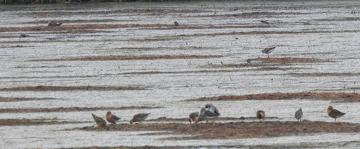 Short-billed Dowitcher - ML638598478