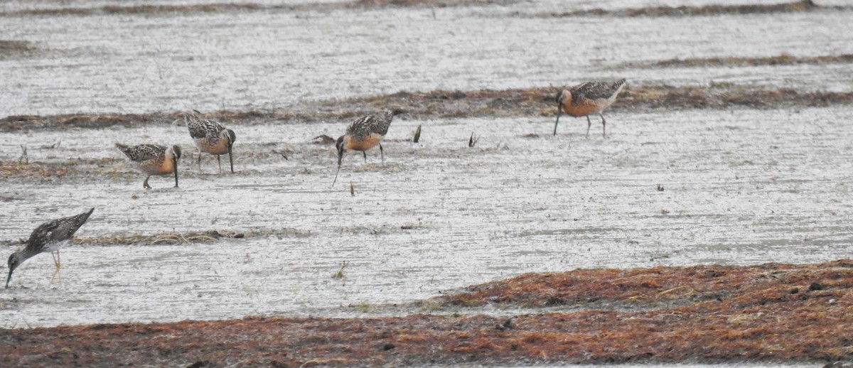 Short-billed Dowitcher - ML638598479