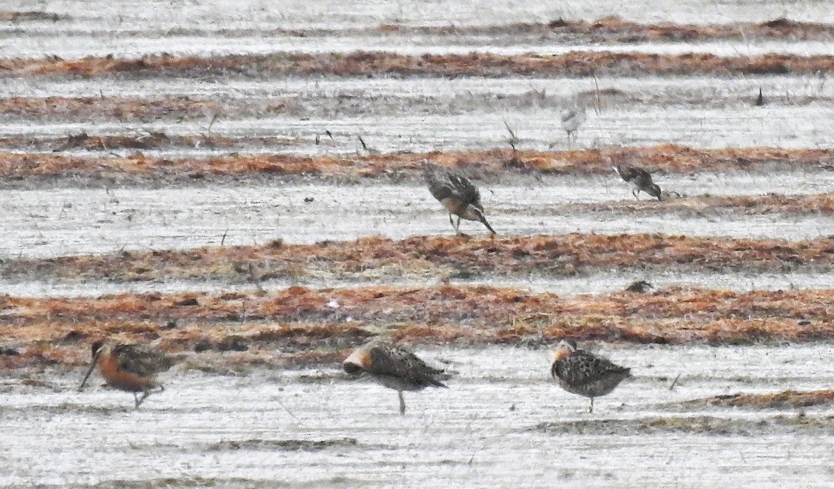 Short-billed Dowitcher - ML638598481