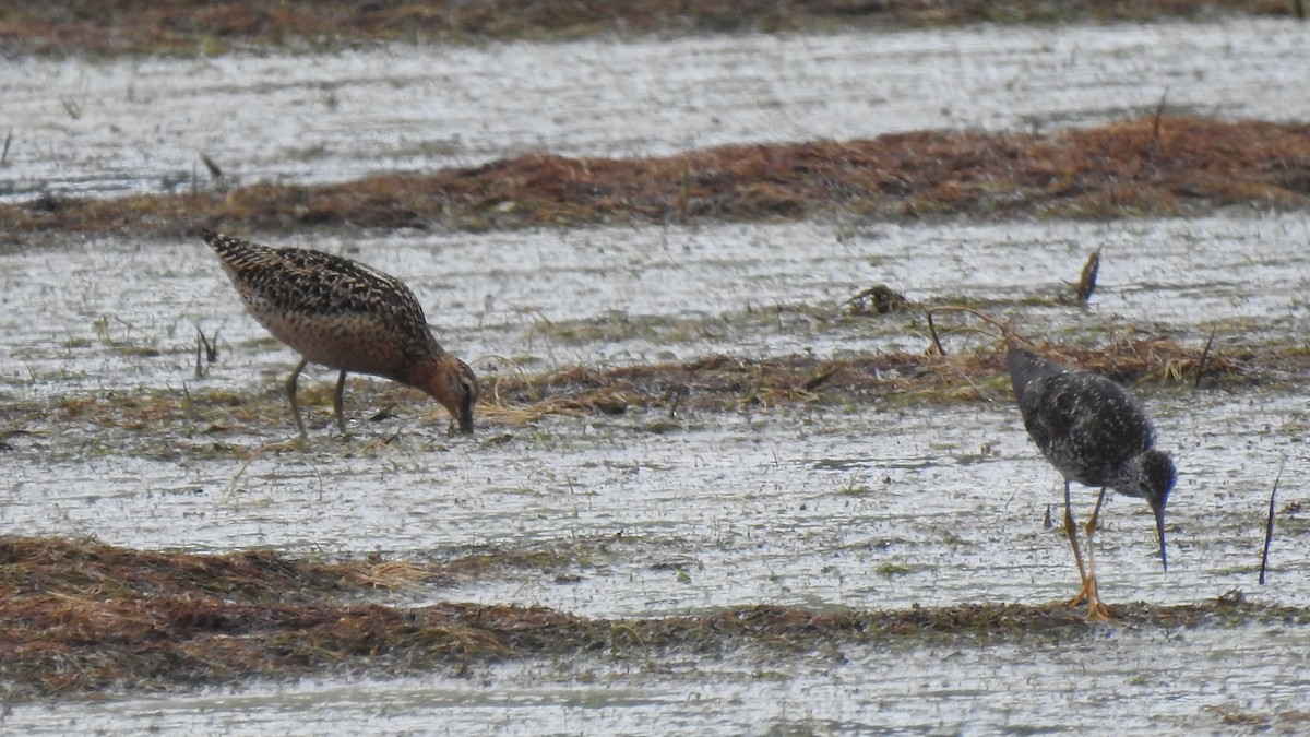 Short-billed Dowitcher - ML638598483