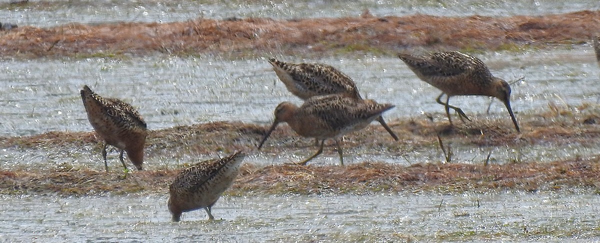 Short-billed Dowitcher - ML638598484