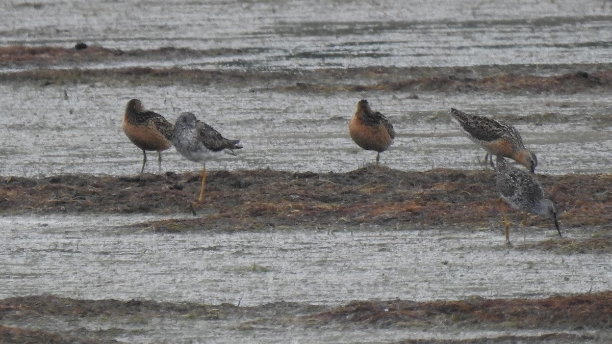 Short-billed Dowitcher - ML638598485